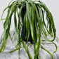 Lepismium Bolivianum