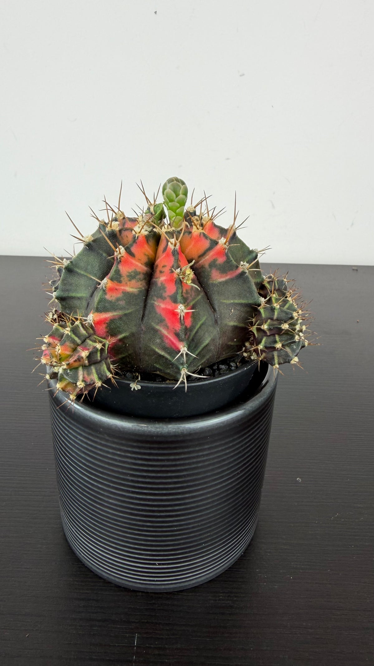 Gymnocalycium mihanovichii variegata