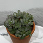Adromischus 2 - www.augi-plants.lv