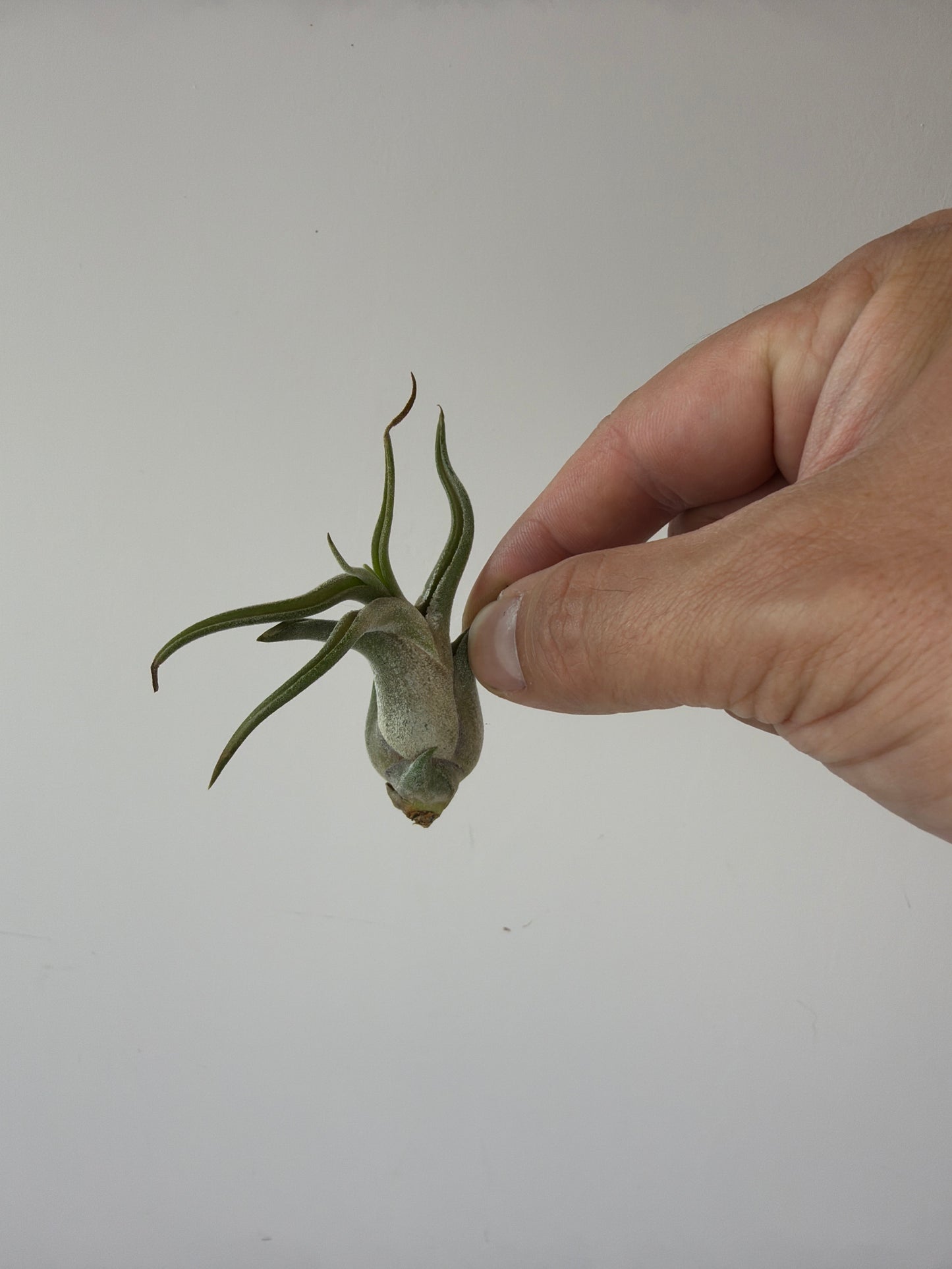 Tillandsia Air plant 15