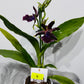 Orhideja Zygopetalum Louisendorf 4 SMARŽO!
