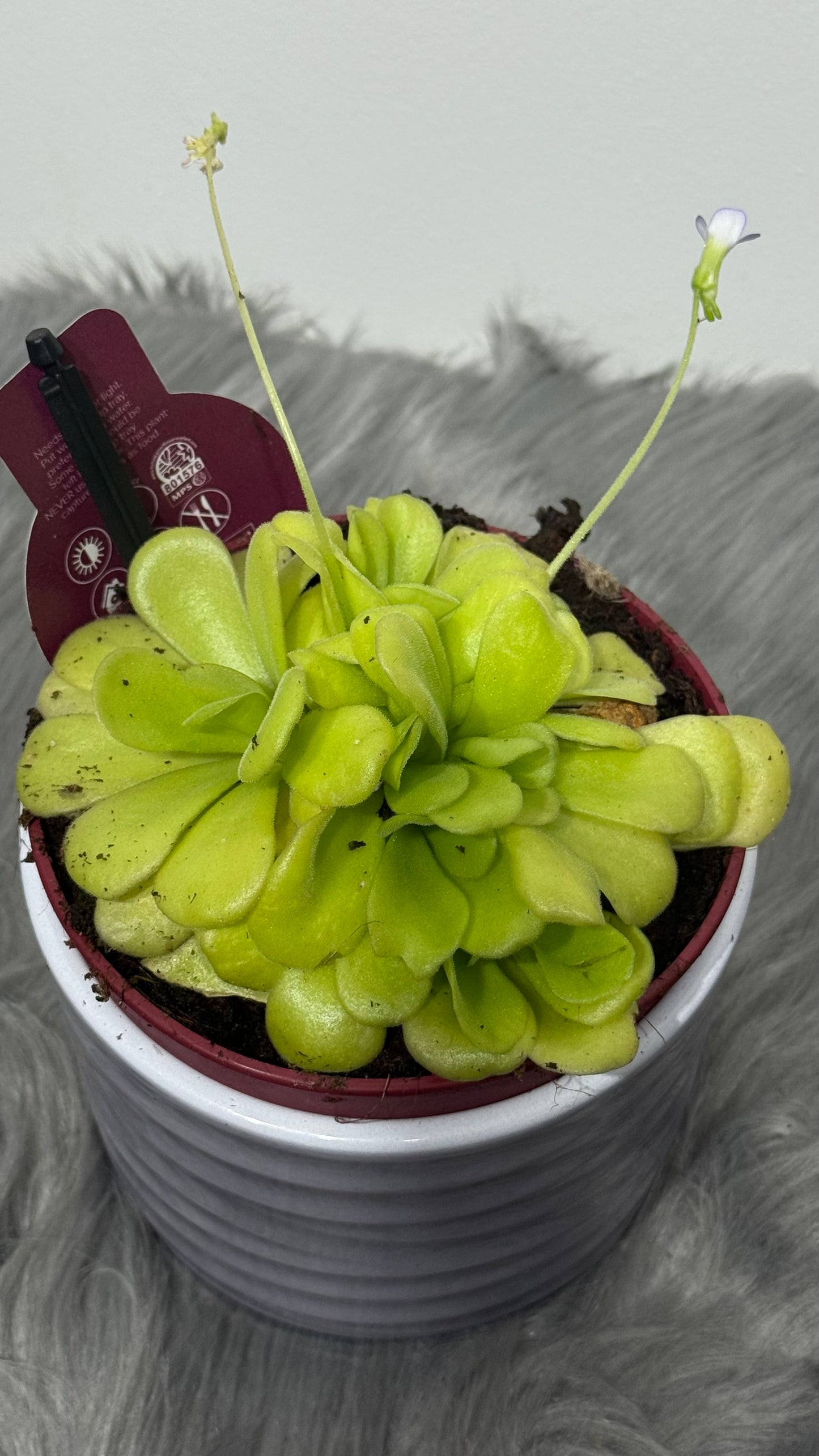 Mušķērājs Pinguicula