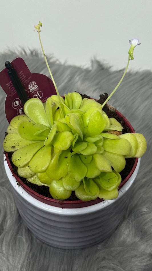 Mušķērājs Pinguicula