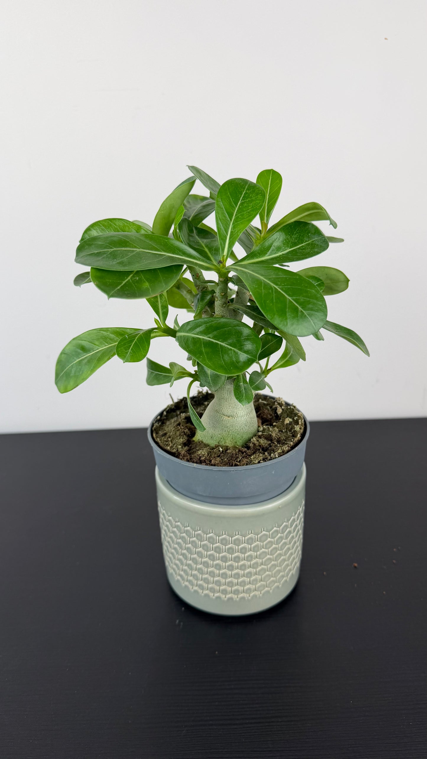 Adenium obesum Caudex