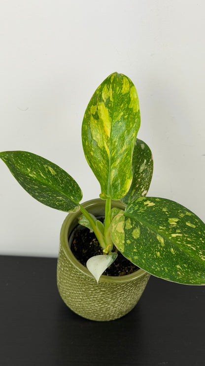 Philodendron Green Congo
