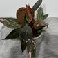 Philodendron Pink Princess Marble