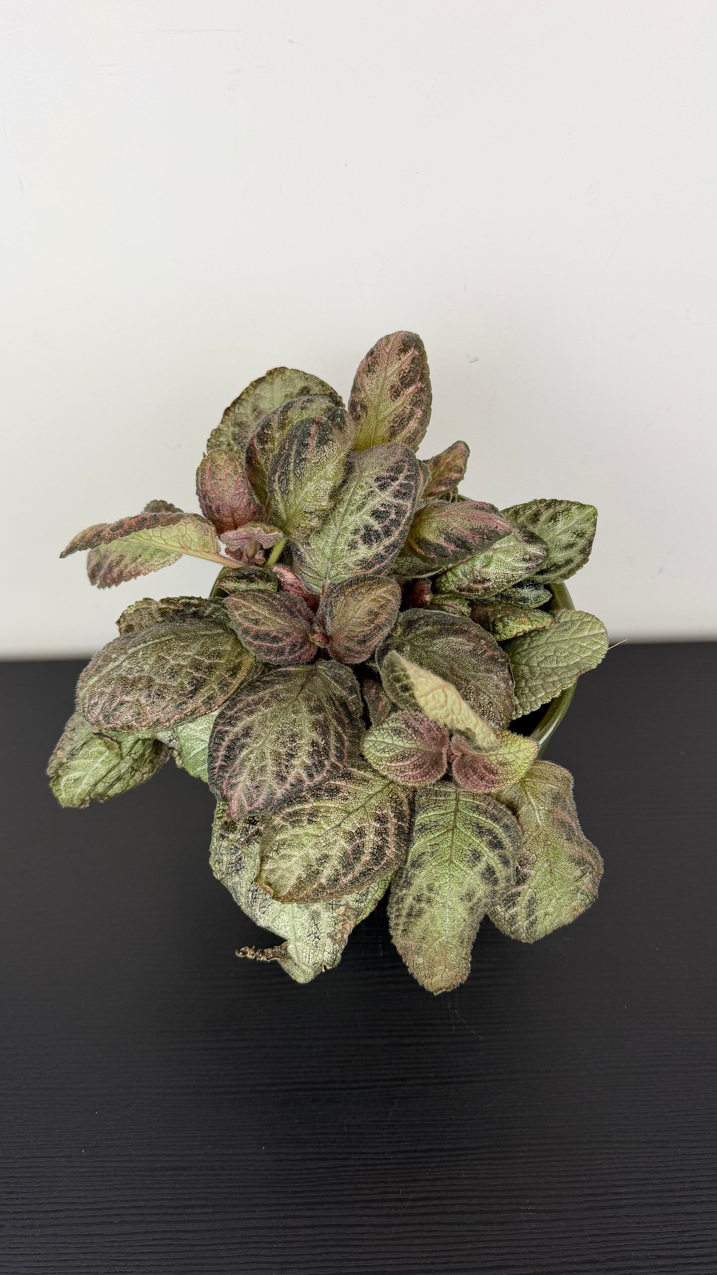 Episcia Tierra Plata