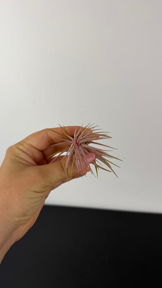 Tillandsia Air plant 8