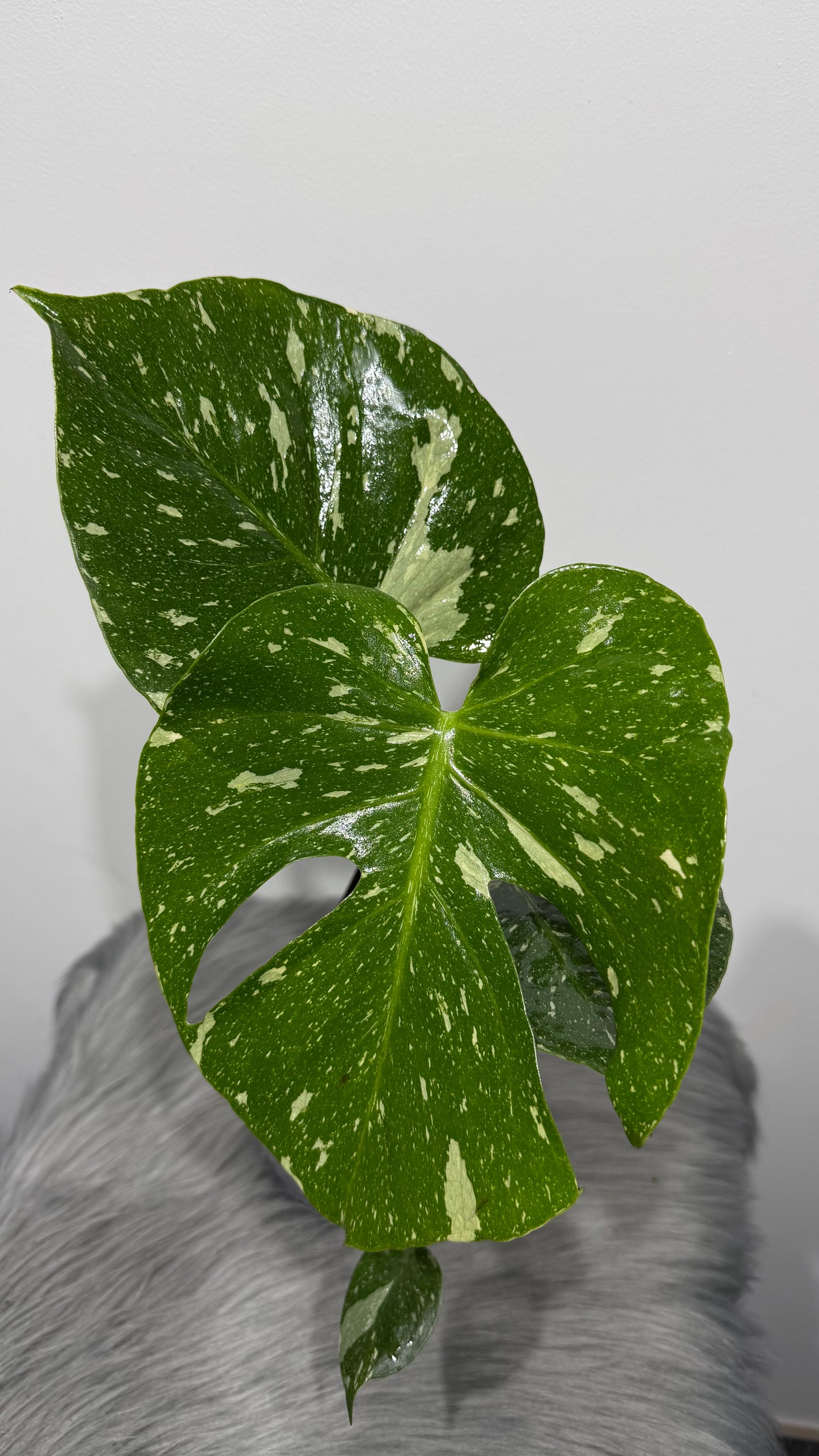 Monstera Thai Constellation