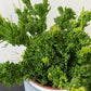 Rhipsalis Mesembryan