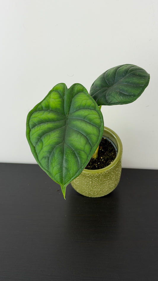 Alocasia Dragon Scale