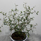 Sopho Little Baby - www.augi-plants.lv