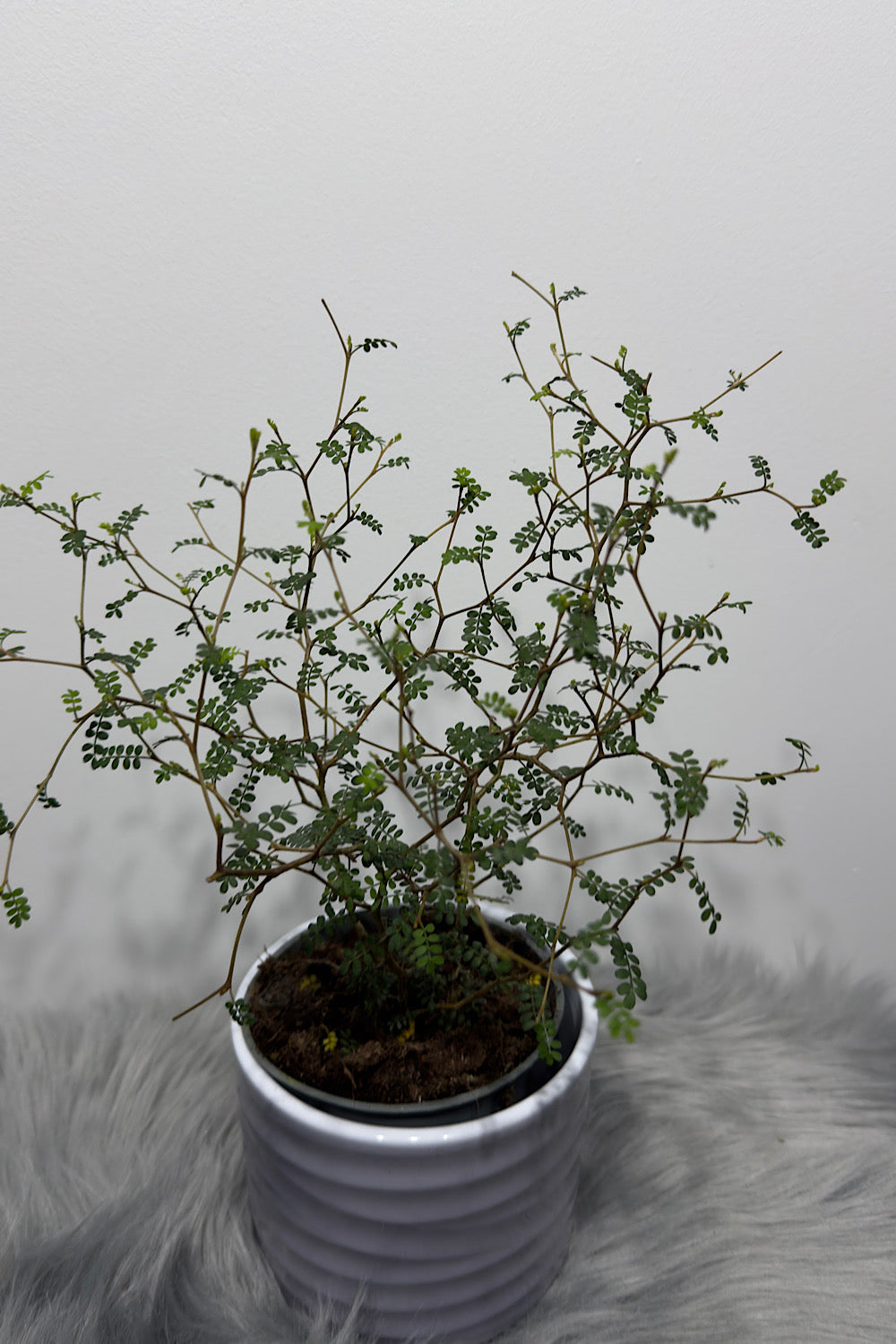 Sopho Little Baby - www.augi-plants.lv