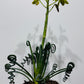Albuca Friz Sizzle
