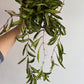 Hoya wayetii 'Tricolor - www.augi-plants.lv