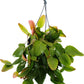 Rhipsalis Rubra