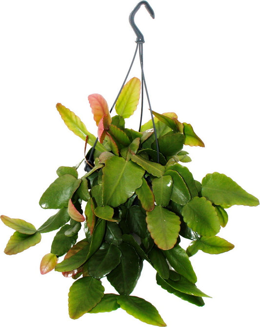 Rhipsalis Rubra