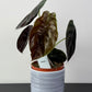 Alocasia cuprea 'Red Secret'