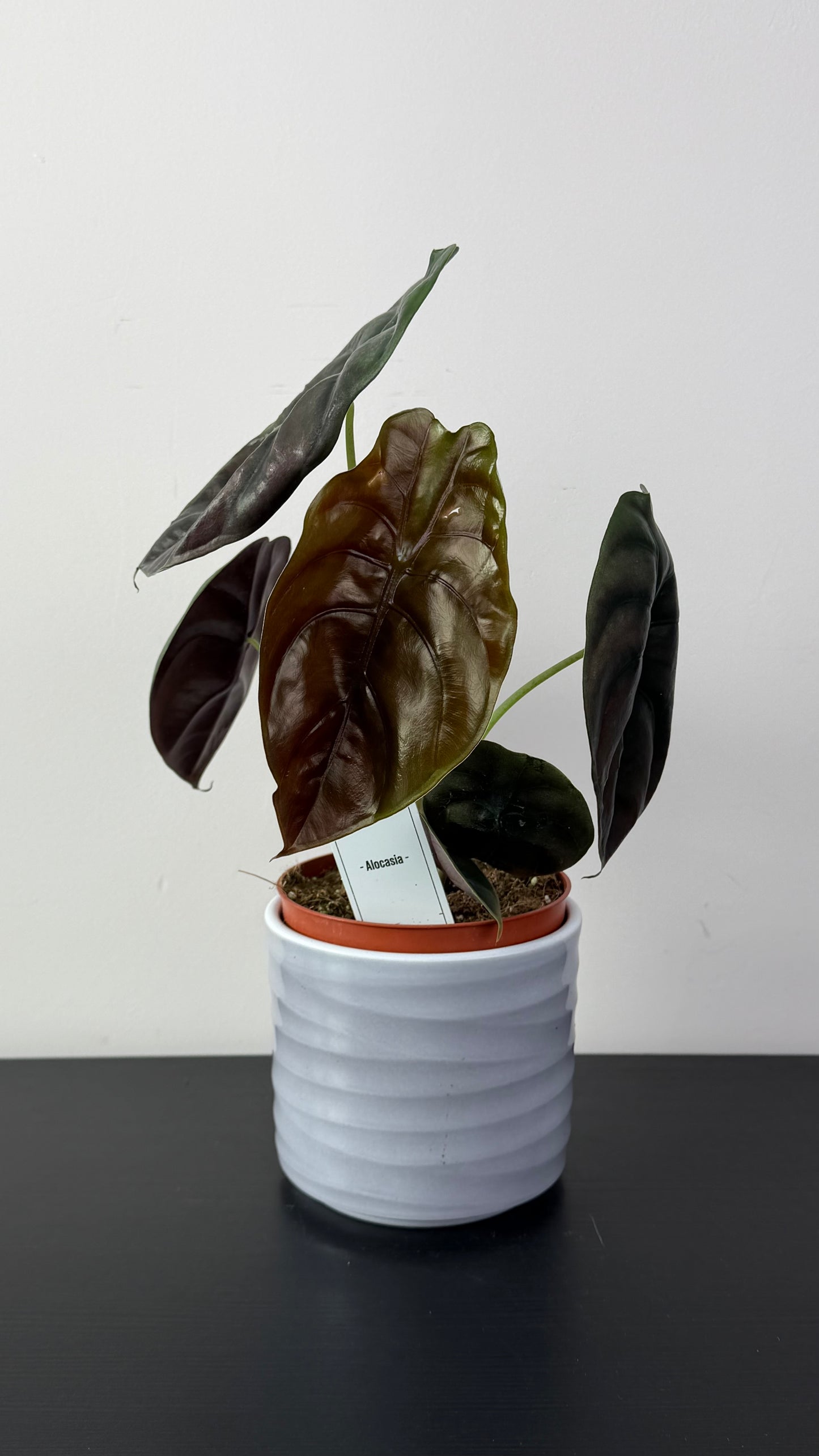 Alocasia cuprea 'Red Secret'
