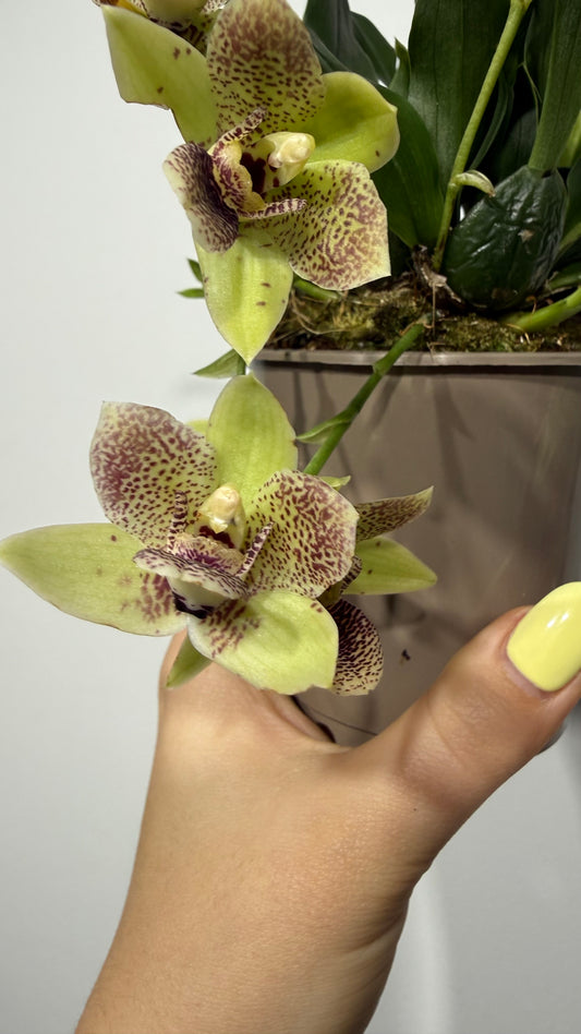 Promenaea Sunlight 4