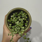 Senecio Rowleyanus Variegata