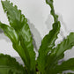 Asplenium Antiquum Osaka