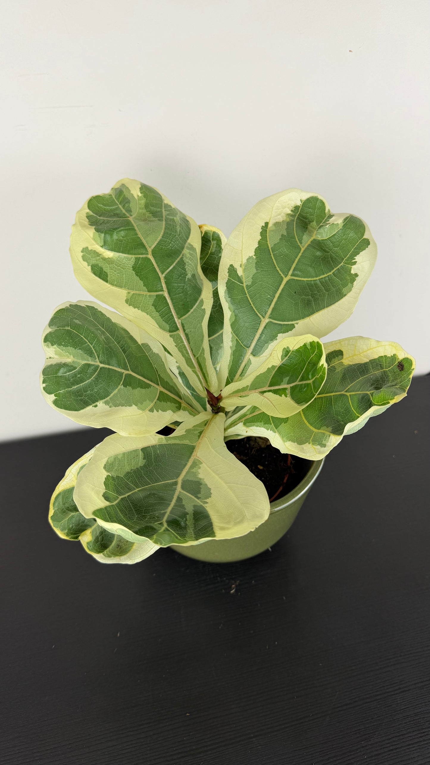 Ficus Lyrata Variegata