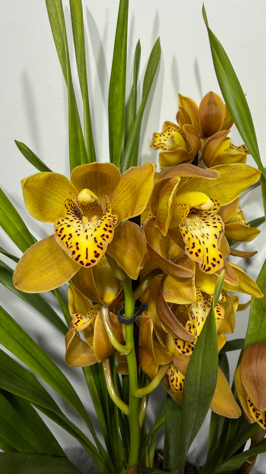 Cymbidium 1