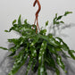Microsorum Diversifolium