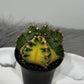 Gymnocalycium mihanovichii variegata