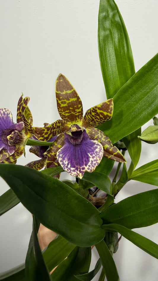 Orhideja Zygopetalum Louisendorf 2 SMARŽO!
