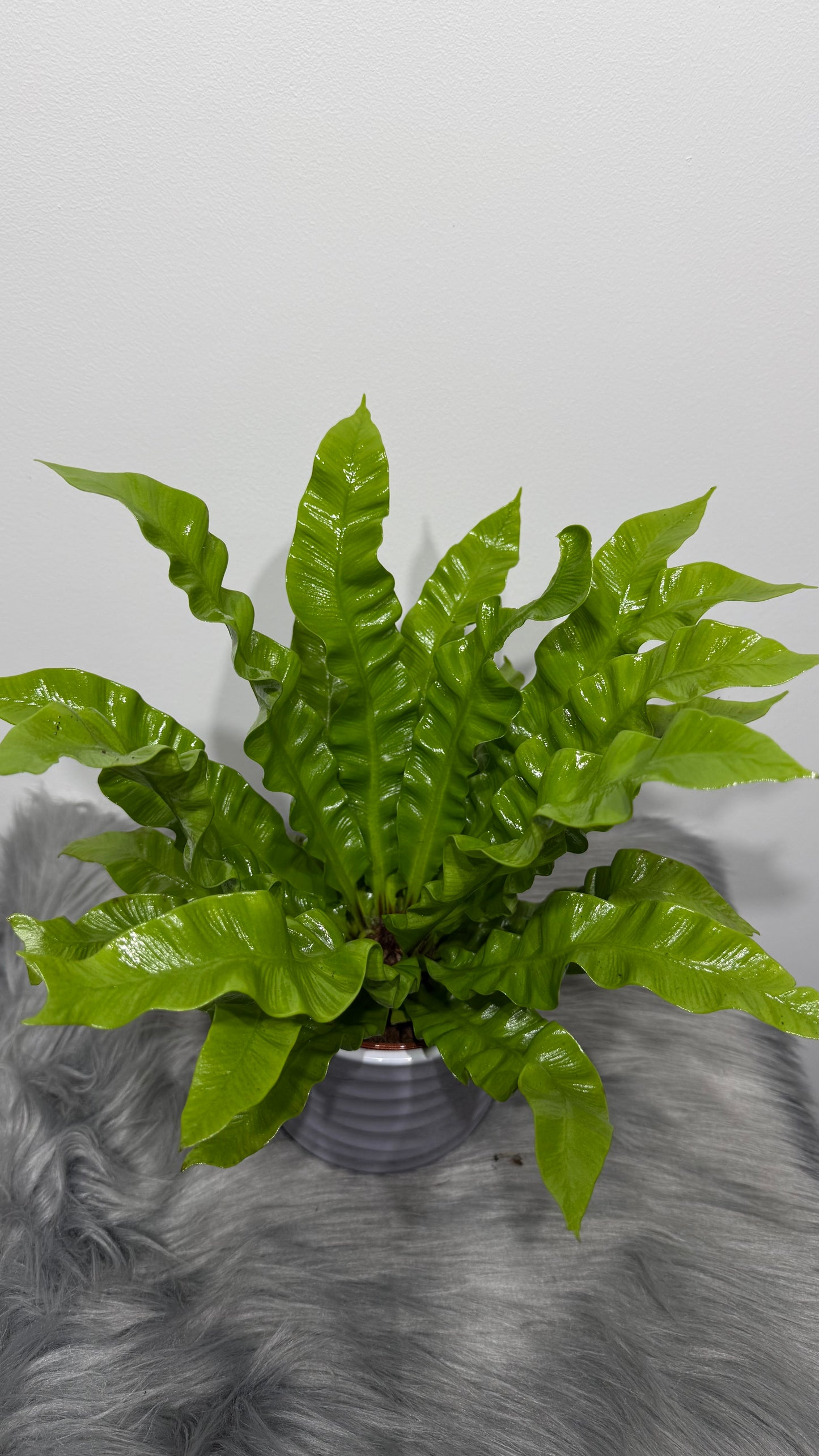 Asplenium Nidus Crispy Wave