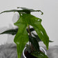 Alocasia nycteris Bat Wing