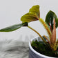 Philodendron Serpens