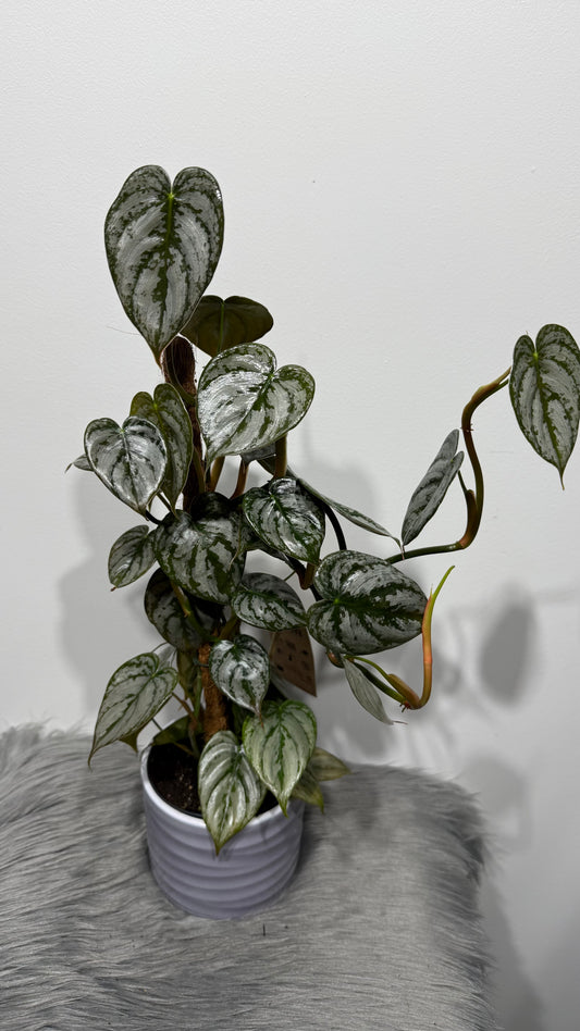 Philodendron Brandtianum