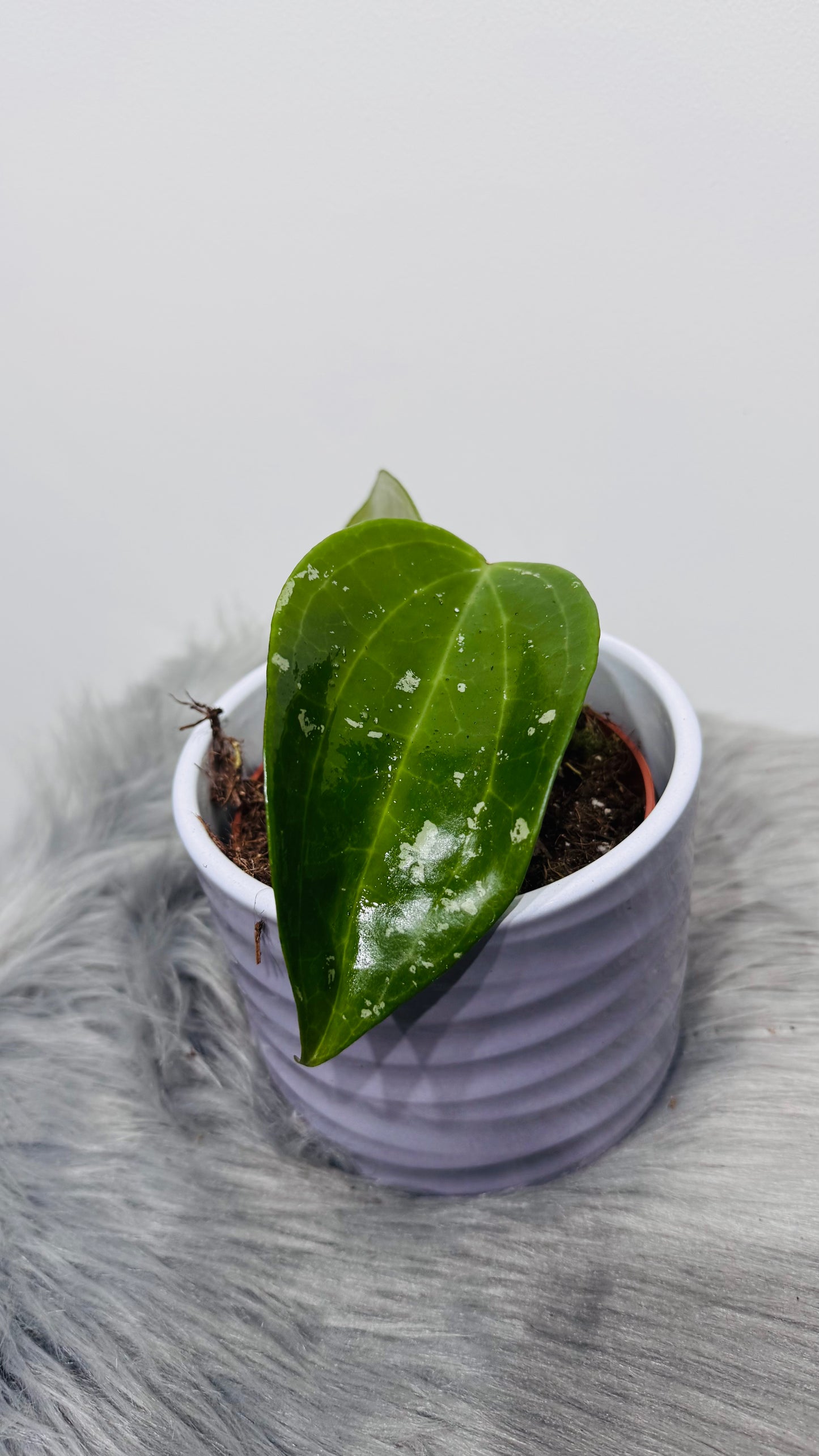 Hoya macrophylla Splash