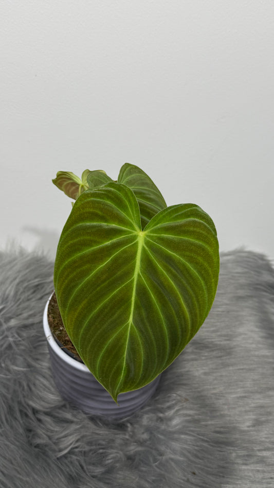 Philodendron Splendid