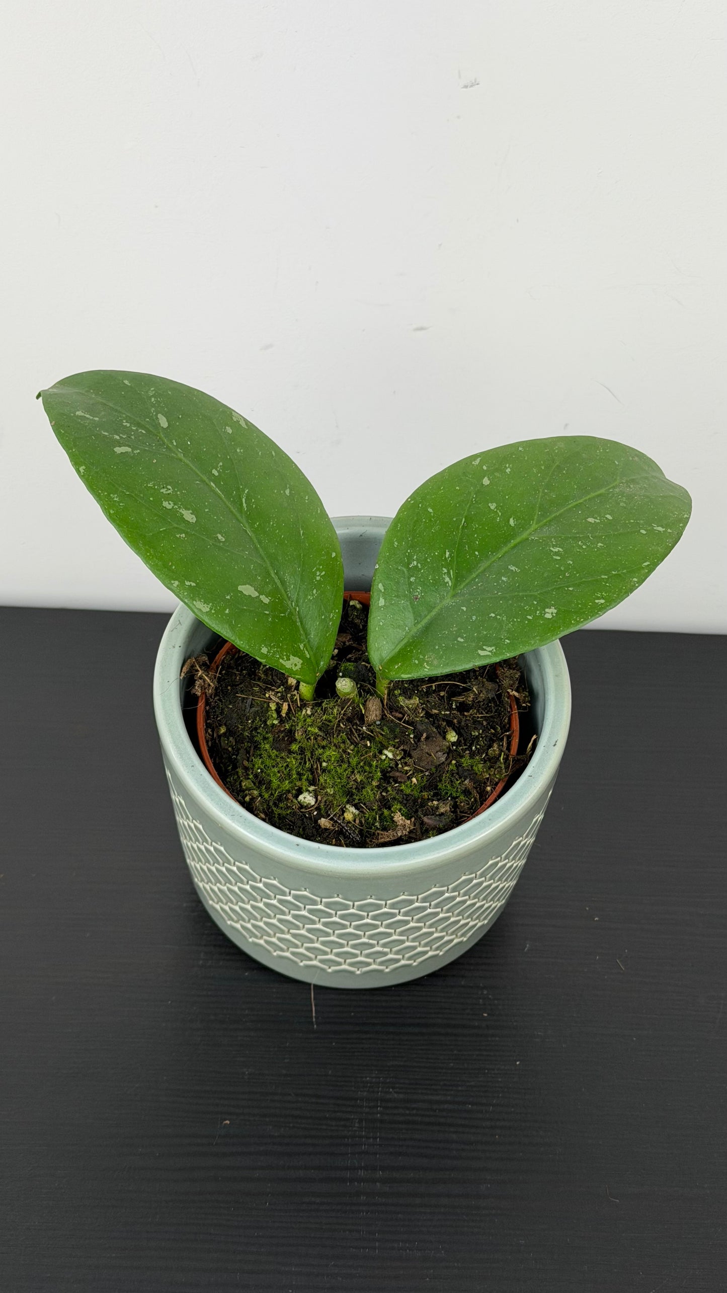 Hoya Lai Chau