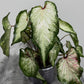 Caladium 2