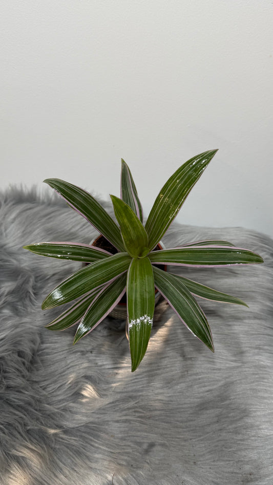 Tradescantia Spath. Sitara