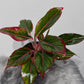 Aglaonema Siam Red Aurora