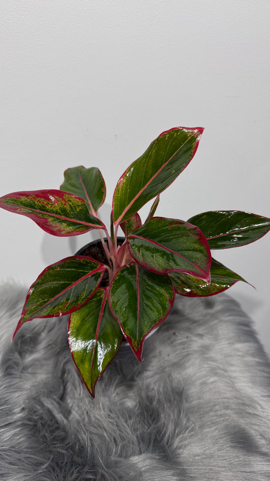 Aglaonema Siam Red Aurora