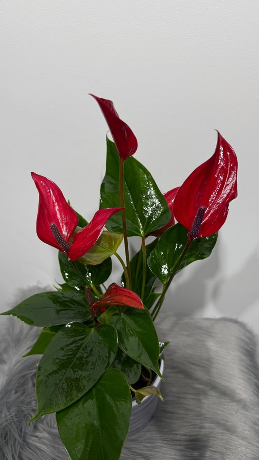 Anthurium Red lip