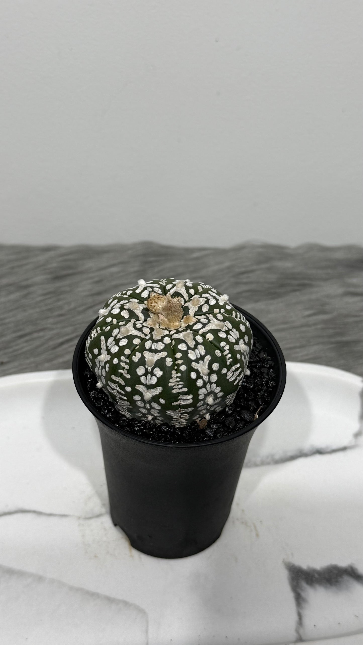 Astrophytum Asterias