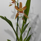 Orhideja Cambria 1 SMARŽO! - www.augi-plants.lv
