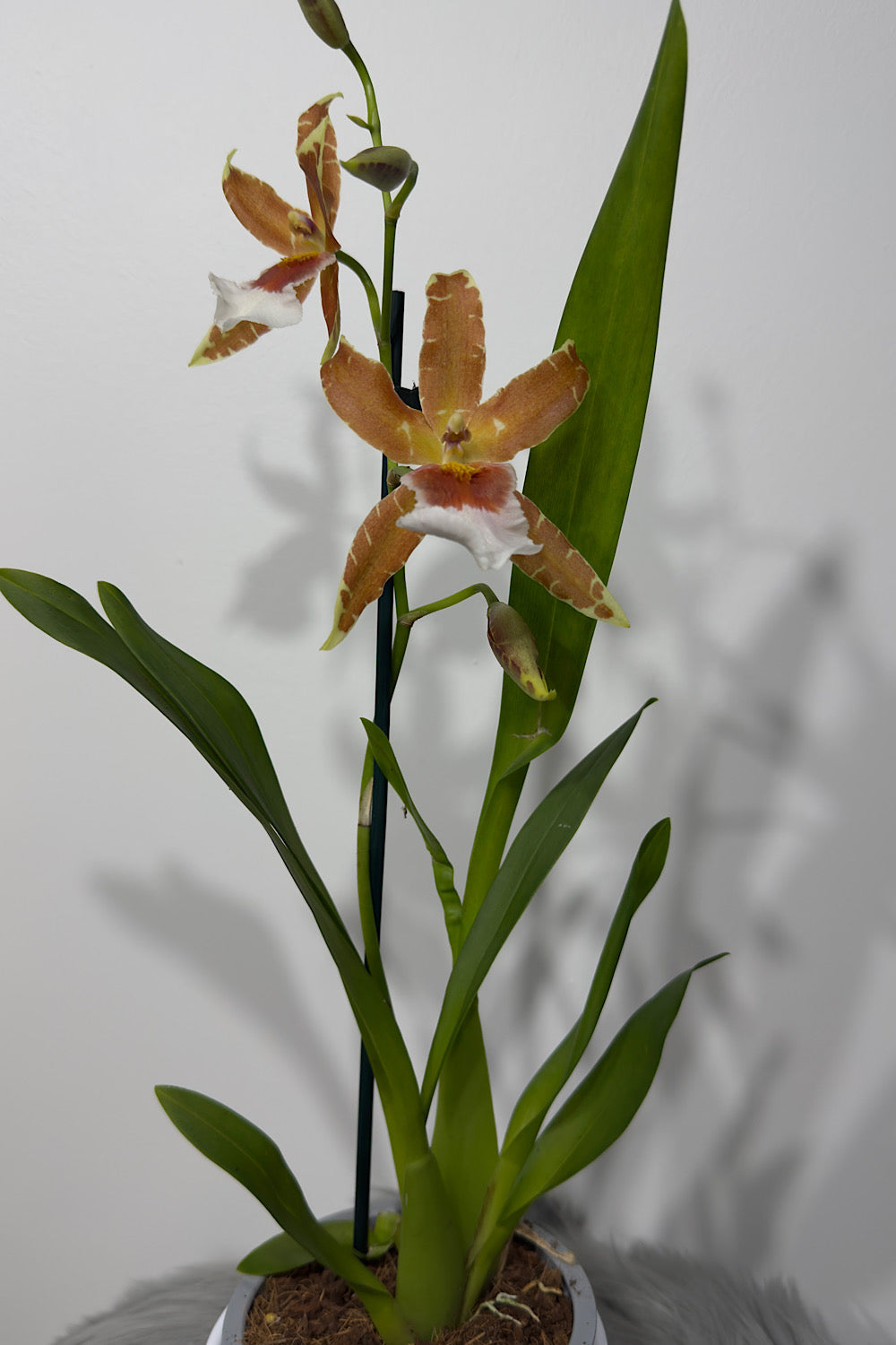 Orhideja Cambria 1 SMARŽO! - www.augi-plants.lv
