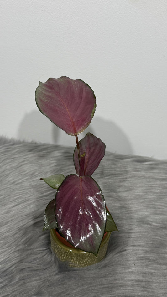Calathea Roses Silverplate