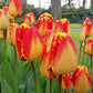 Tulpes