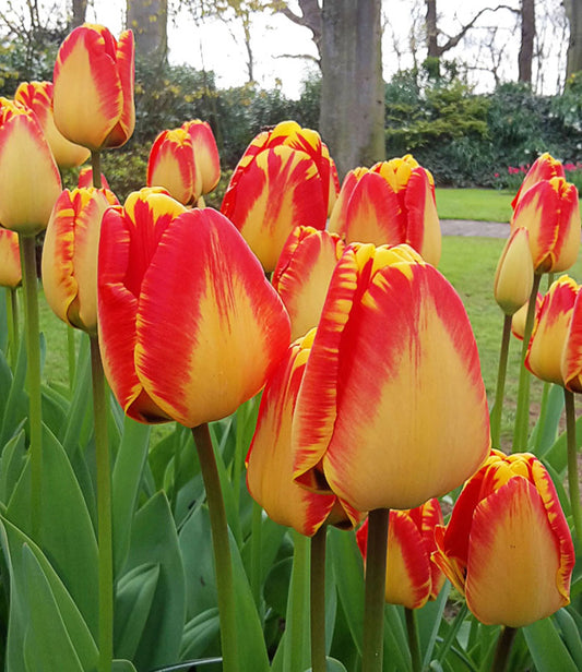 Tulpes