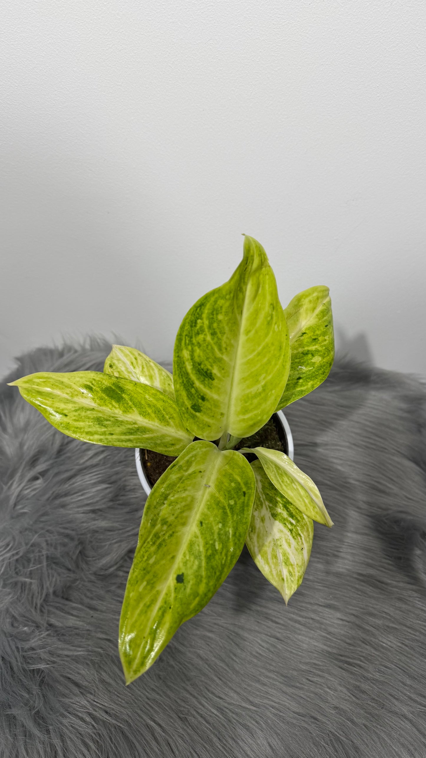 Aglaonema 7